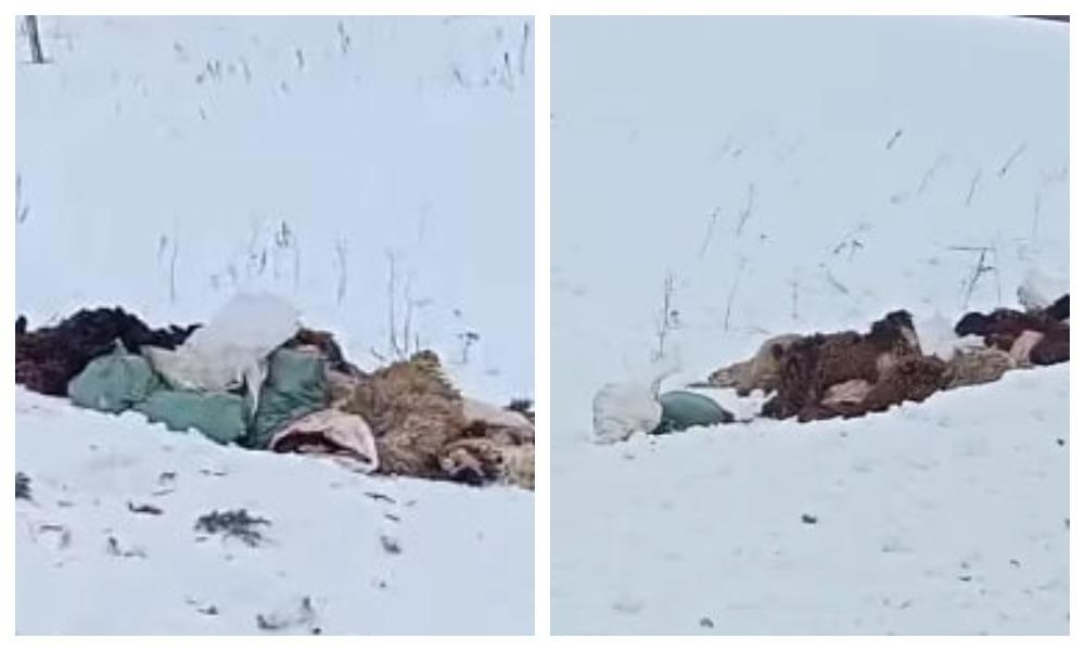 Фото «Мухи, вонь ужасная»: возле новосибирского посёлка разбросали останки животных 2